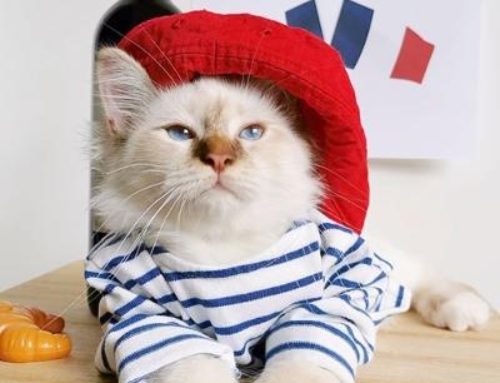 Cats Celebrate INTERNATIONAL CAT DAY in Style
