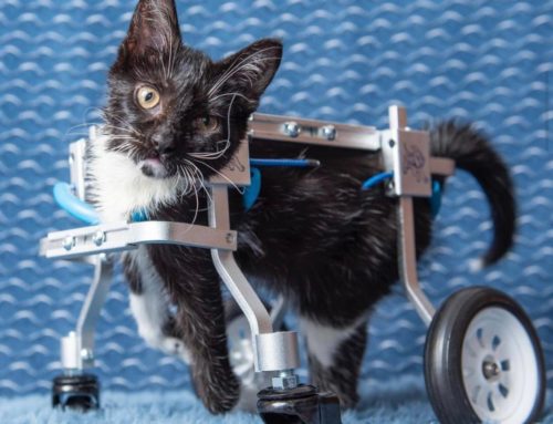 Introducing SNAPPLE the DISABLED KITTEN