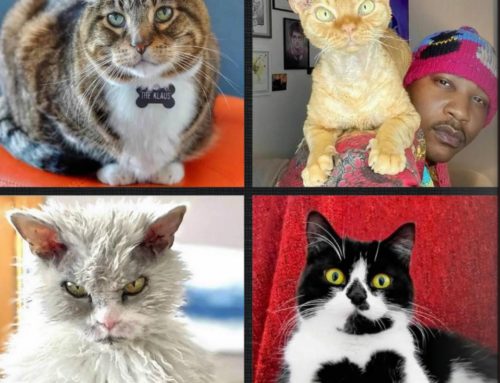 IN MEOWMORIUM: Internet Cats We Lost in 2022